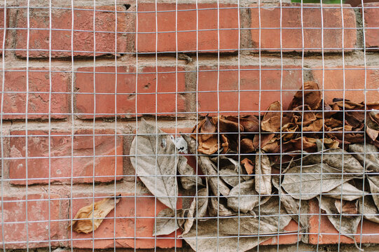 Brick old fence with leaves