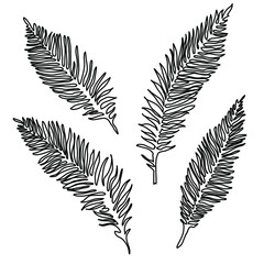  Set of Ferns Bracken contour line drawing Continuous line drawing on white isolated vector fashion illustration Black on white Contour drawing One Line