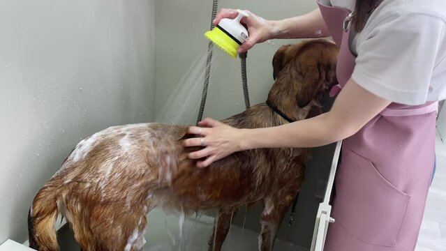 Young female groomer washing a mongrel stray brown dog in a grooming salon in shower
