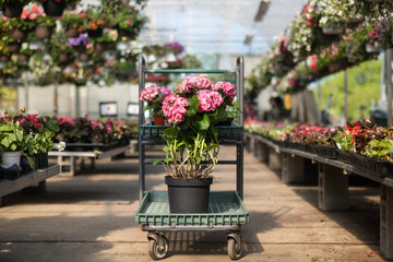 Plant on flower cart in nursery