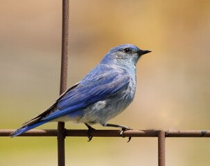 A Mountain Bluebird perched on a metal grate