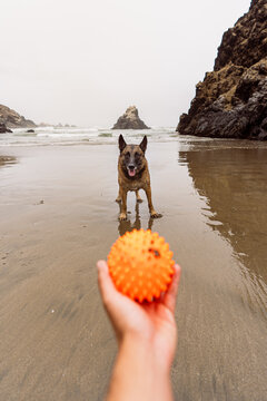 Dog plays fetch at the beach