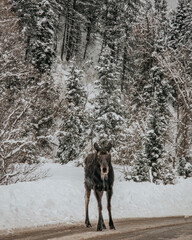 Moose Crossing 3