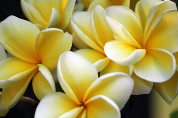 Close up of yellow and white frangipani plumeria tropical flowers in a garden - obrazy, fototapety, plakaty