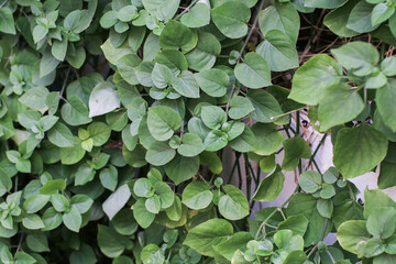 Green leaf texture background. Nature background.. Fresh air with nature and ozone. Tropical leave Plant environment. 