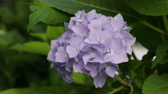 Hydrangea flower.Blue hydrangea flower close-up. Large leaved hydrangeas of blue and purple flowers. 