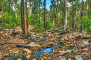 A quiet creek winding through a dense forest