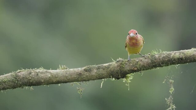 a slow motion clip of a immature male summer tanager perched on a branch at boca tapada in costa rica