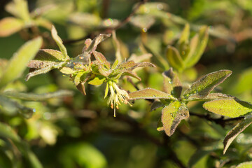 The blue honeysuckle (lat. Lonicera caerulea), of the family Caprifoliaceae. Central Russia.