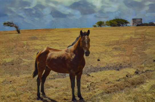 Horse in a dry grassy field on the southernmost part of Mauna Loa, the Big Island of Hawaii.  Edited to create an Illustration from a photo.