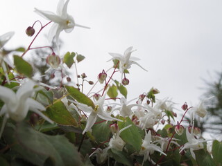 シロバナカタクリ