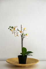 White artificial orchid in pot on white table against white wall. Stylish home decor items
