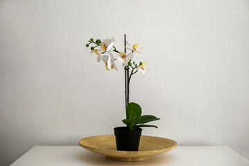 White artificial orchid in pot on white table against white wall. Stylish home decor items