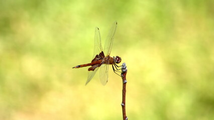 Red saddlebags dragonfly perched on a twig in a backyard in Panama City, Florida, USA