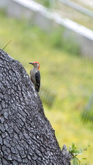 Red-bellied woodpecker (Melanerpes carolinus) perched in an oak tree in a backyard in Panama City, Florida, USA