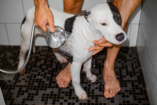 Dog Shower Care At Home Lifestyle 