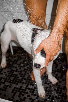 Pet Taking Care Showering 