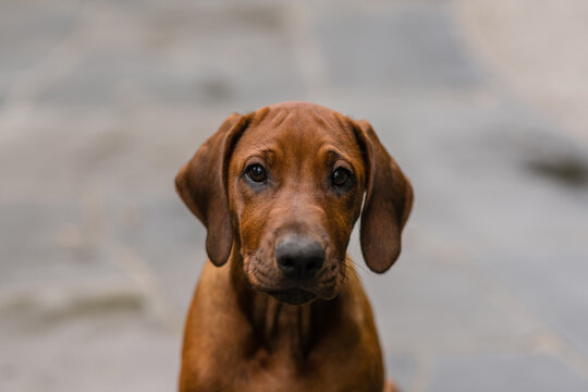 cute young dog