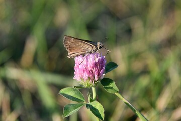 Moth on a Purple Clover Bloom