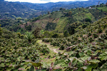 landscape with trees in the background