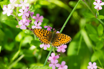 The small pearl-bordered fritillary (lat. Boloria selene), of the family Nymphalidae. Central Russia.