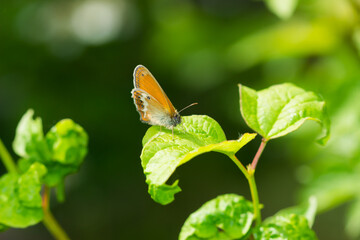 The pearly heath (lat. Coenonympha arcania), of the family Nymphalidae, on the guelder-rose (lat. Viburnum opulus), of the family Adoxaceae. Central Russia.