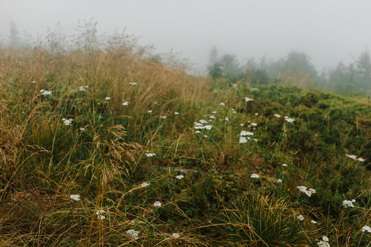 Foggy and rainy morning