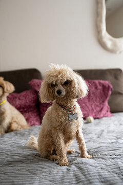 poodle sitting on bed at home