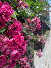 pink and white roses