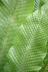Close up of a crocodile fern frond leaf in a garden