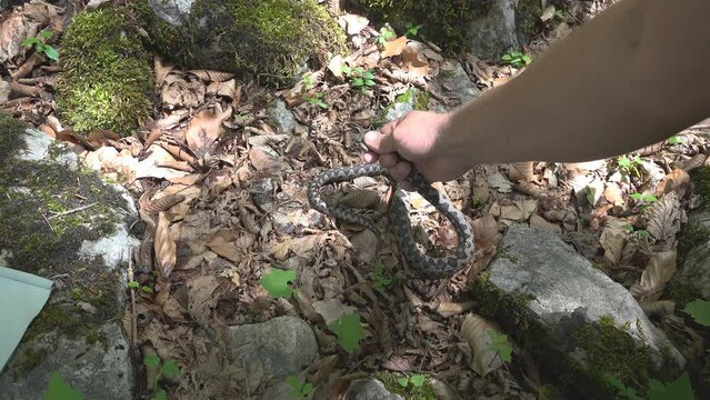 Biologist catches a horned viper (Vipera ammodytes) venomous snake with his hand
