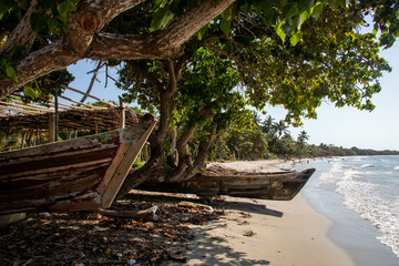 beach with palm trees