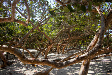 tree on the beach