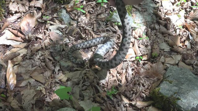 Irresponsible and risky manipulation of horned-nose viper (Vipera ammodytes) in its habitat, naked hand catches dangerous venomous snake