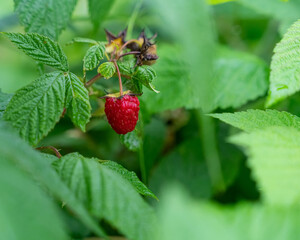 Strawberry and leaf on green background