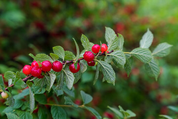 Cherry branch. Red ripe berries on the cherry tree.