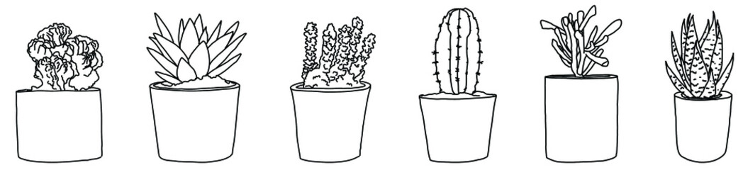 Small Potted Succulents