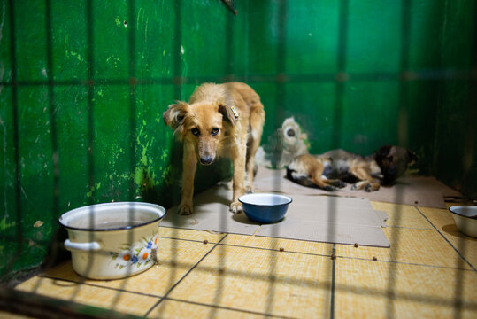 Homeless sad dogs in animal shelter behind fence