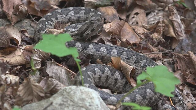 Horned viper (Vipera ammodytes) lying still well camouflaged into the fallen dry leaves on the ground of the forest, lurking for prey ambush attack