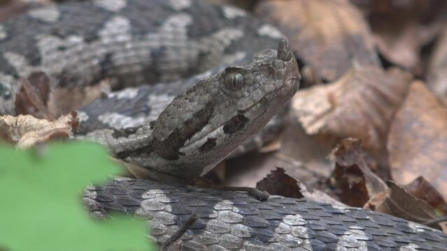 Close-up portrait of horned viper (Vipera ammodytes) in its habitat