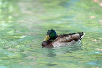 Mallard Wild Duck