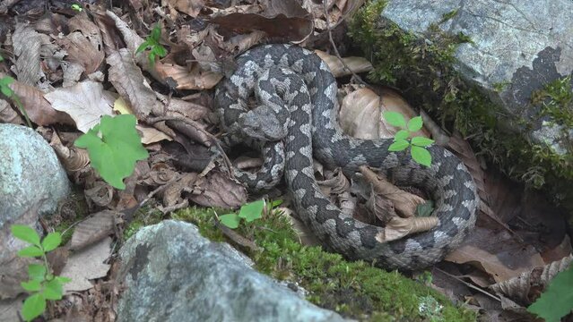 Long nose viper (Vipera ammodytes) male resting between the rocks