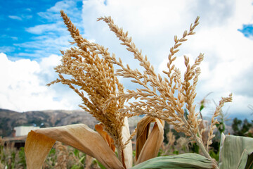 wheat field and sky