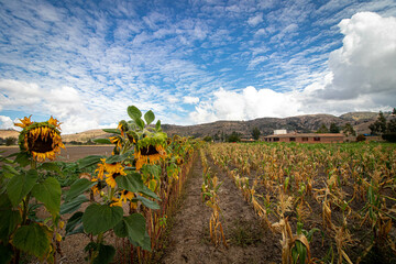 sunflower field and mountains