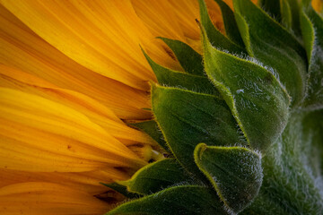 Naklejka na ściany i meble sunflower in the garden