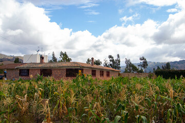corn field and sky
