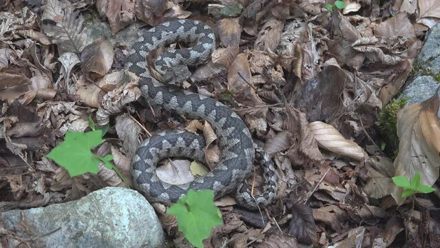 Horned viper (Vipera ammodytes) lying still and well camouflaged lurking for prey ambush attack