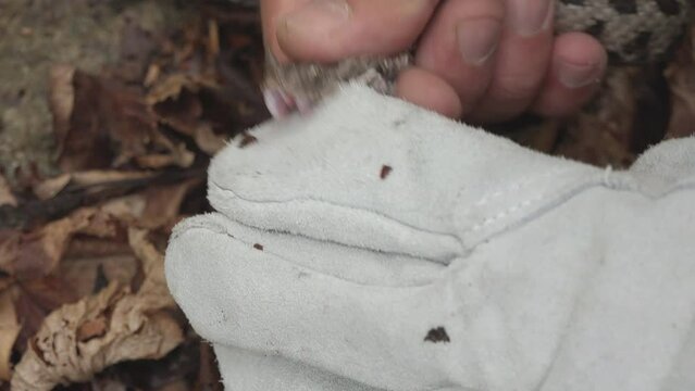 Herpetologist exposing the venomous fangs of horned viper (Vipera ammodytes) biting his hand protecting gloves