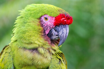 Military Macaw (Ara militaris). Portrait of a green and pink bird on an out-of-focus green background