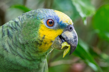 Orange-winged Amazon (Amazona amazonica). Close up of a parrot eating leaves